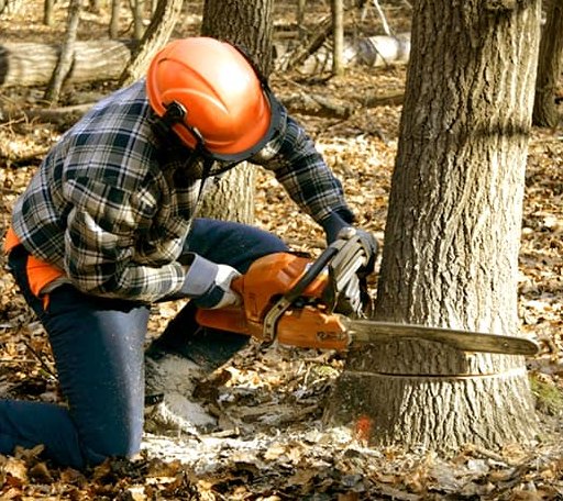 Tree Removal in Dell, MT